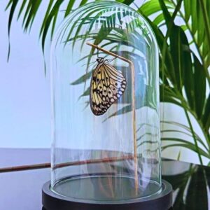 Idea leuconoe naturalisé sous cloche