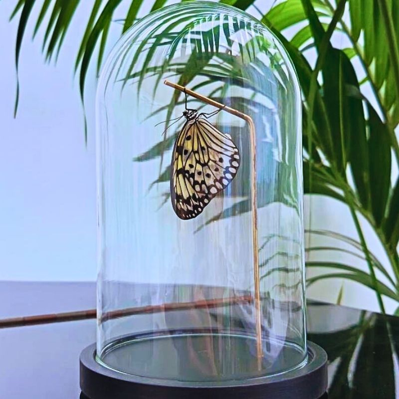 Idea leuconoe naturalisé sous cloche