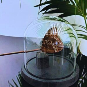 Morpho helenor naturalisé sous cloche