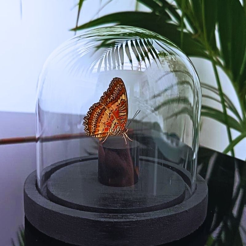 Cethosia biblis naturalisé en position naturelle