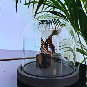 Charaxes cithaeron naturalisé sous cloche