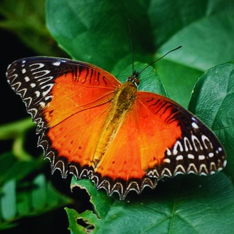 Chrysalide Cethosia biblis – Image 2
