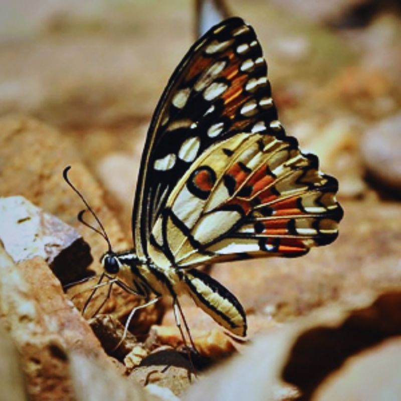 Chrysalide Papilio demoleus – Image 2