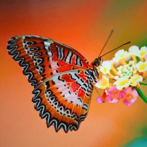 Chrysalide Cethosia biblis