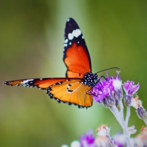 Chrysalide Danaus chrysippus