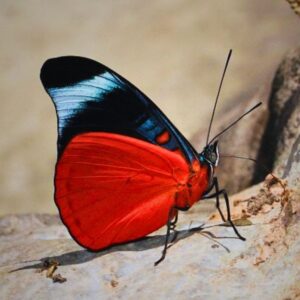 Chrysalide Panacea prola