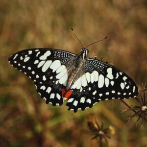 Chrysalide Papilio demoleus
