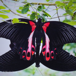 Chrysalide Papilio rumanzovia