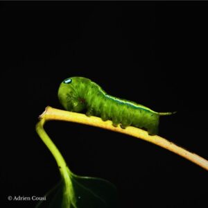 Chenille Daphnis nerii
