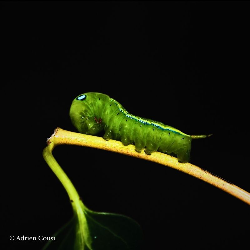 Chenille Daphnis nerii