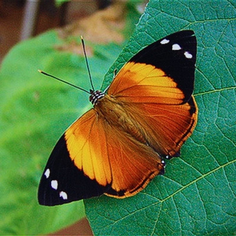 Chrysalide Smyrna blomfildia – Image 2