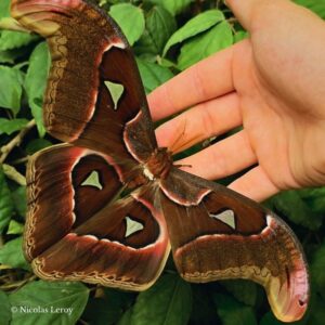 Chrysalide Attacus lorquinii