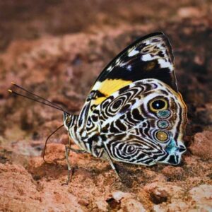 Chrysalide Smyrna blomfildia