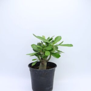 Plant Adenium-obesum
