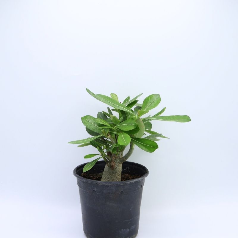 Plant Adenium-obesum