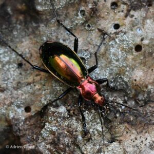 Carabus splendens "couple"