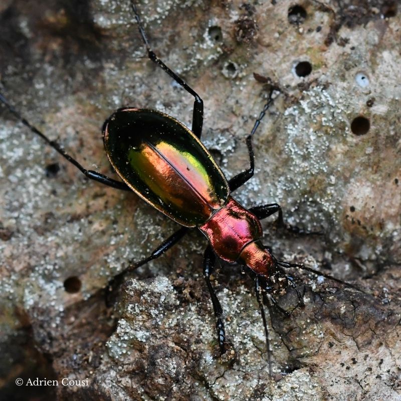 Carabus splendens "couple"