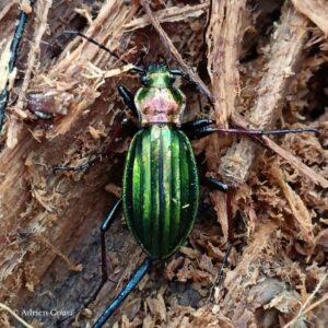 Chrysocarabus-punctatoauratus
