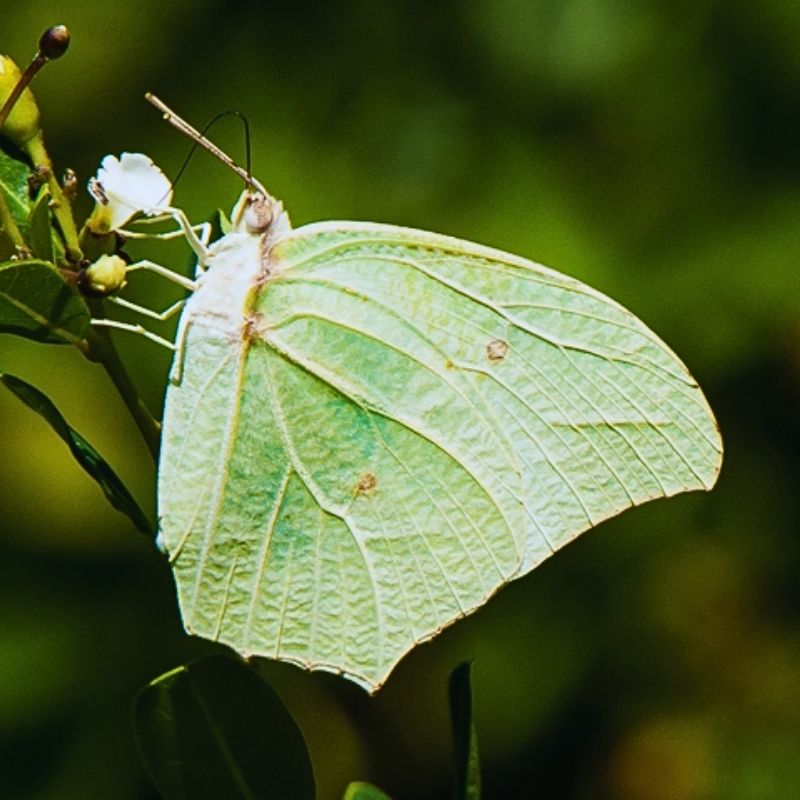 Chrysalide Anteos clorinde – Image 2