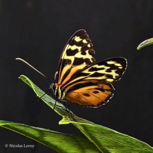 Œufs Tithorea harmonia