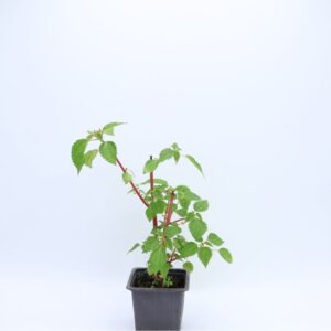 Plant Laportea aestuans