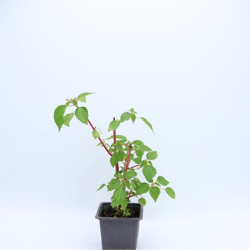 Plant Laportea aestuans