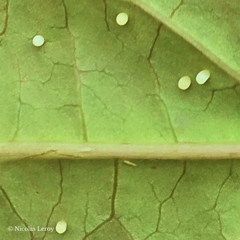 Œufs Tithorea harmonia – Image 2