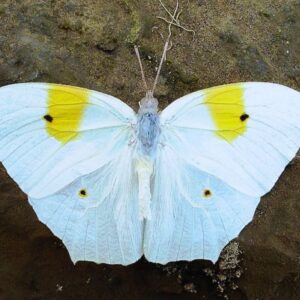 Blanc jaune