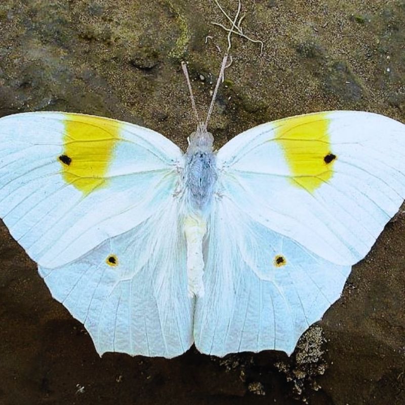 Blanc jaune