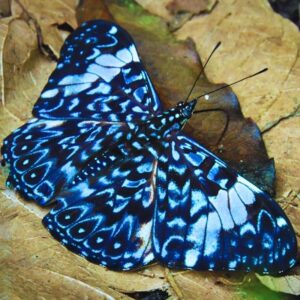 bleu
