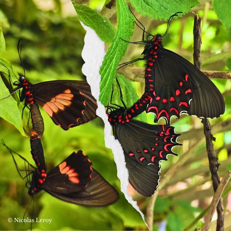 reproduction
