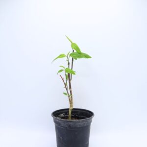 Plant Passiflora maliformis