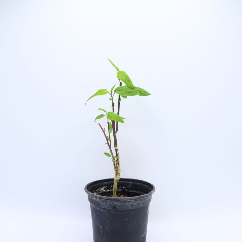 Plant Passiflora maliformis