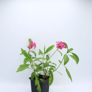 Plant Pentas sp