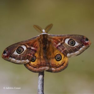 Œufs Saturnia pavoniella