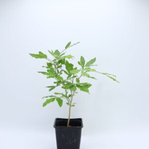 Plant Vepris undulata