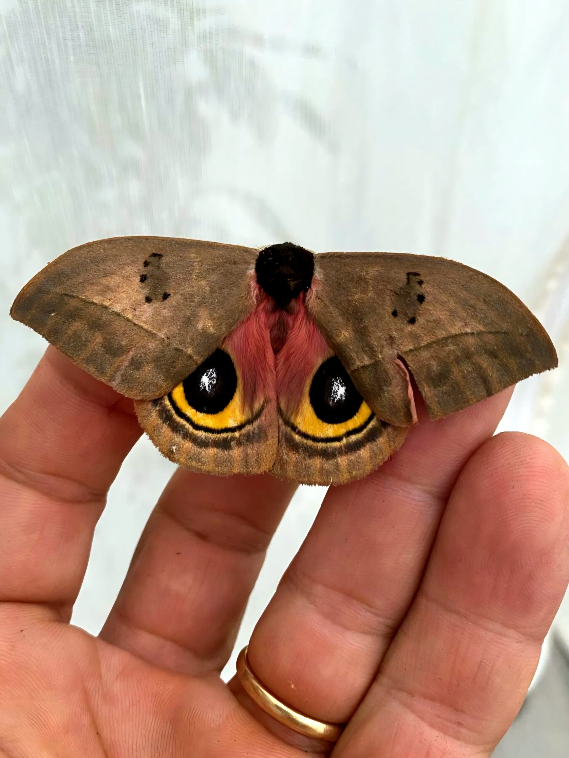 Chrysalide Automeris belti