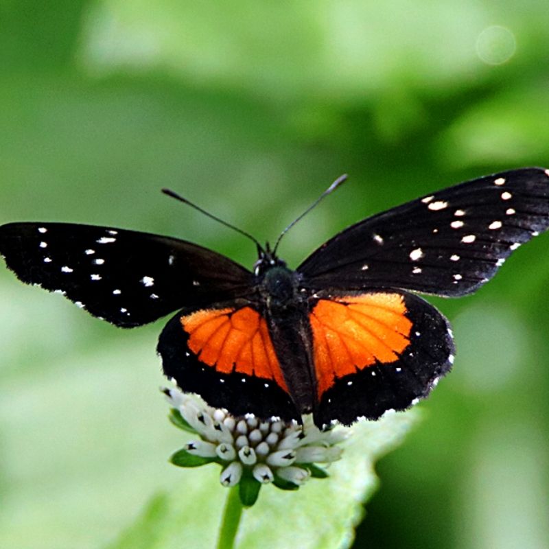 Chrysalide Chlosyne janais – Image 2