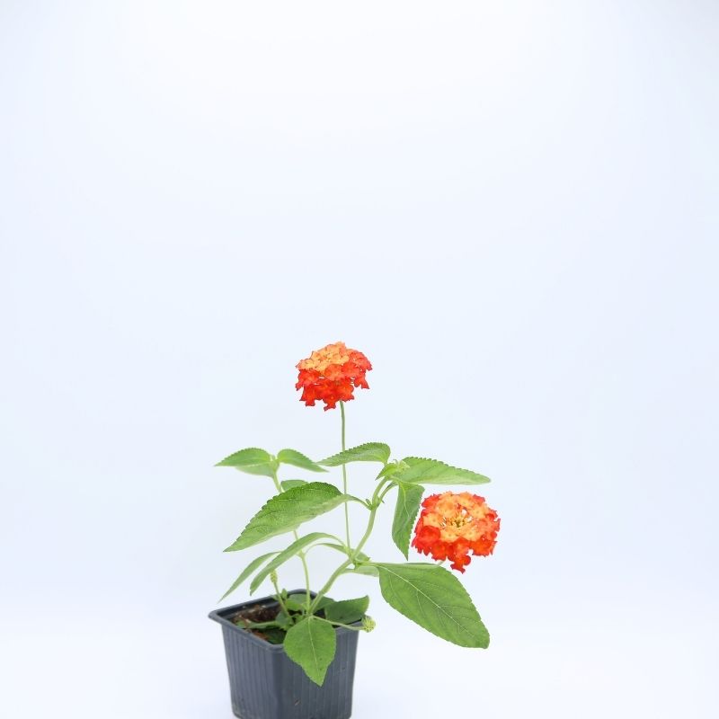Orange Jaune