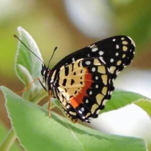 Papillon-Chlosyne-janais