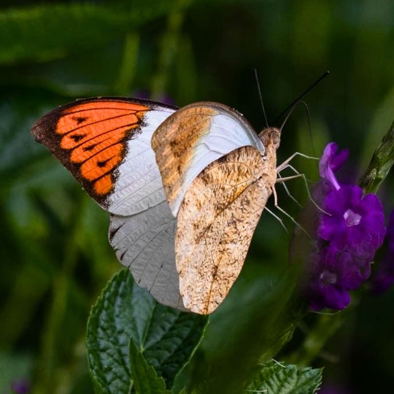 orange fluo