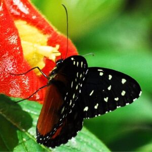 Papillon-Tithorea-tarricina