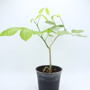 arbre