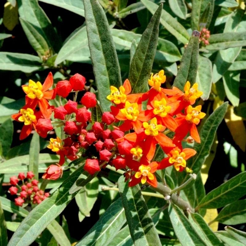 Bouture Asclepias curassavica