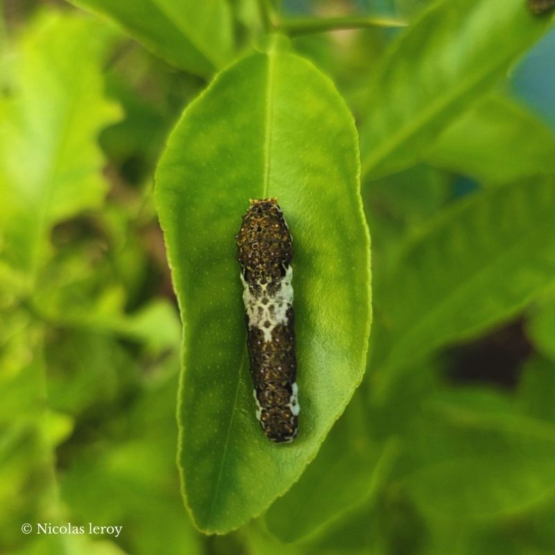 Chrysalide Papilio xuthus – Image 3