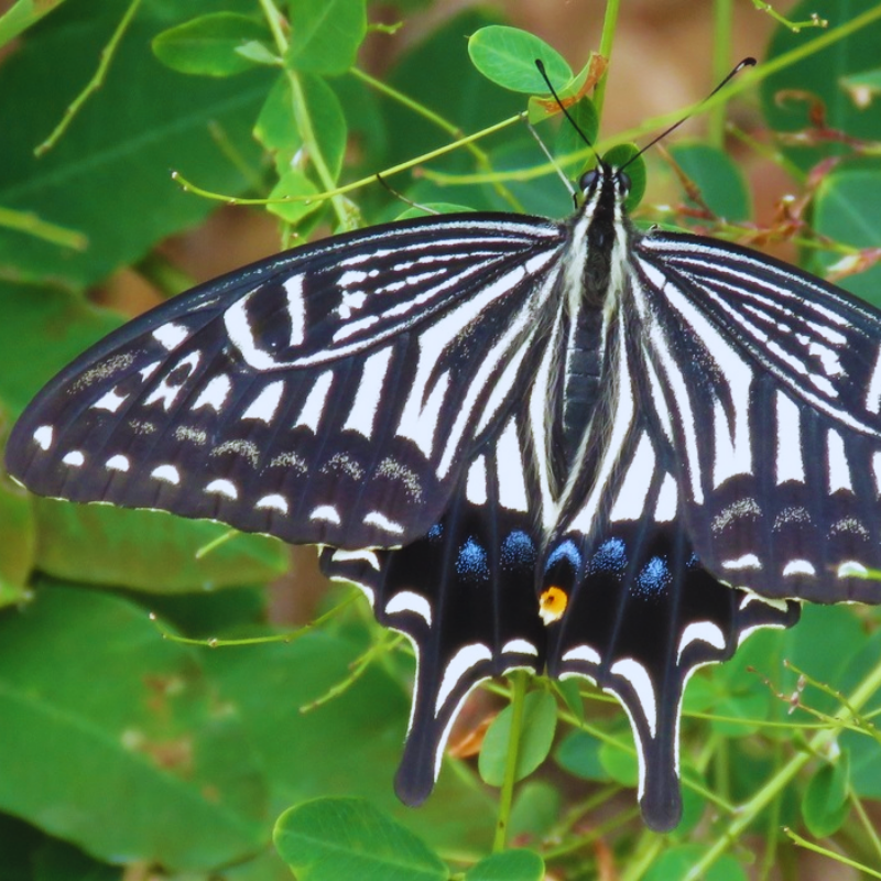 Chrysalide Papilio xuthus – Image 2