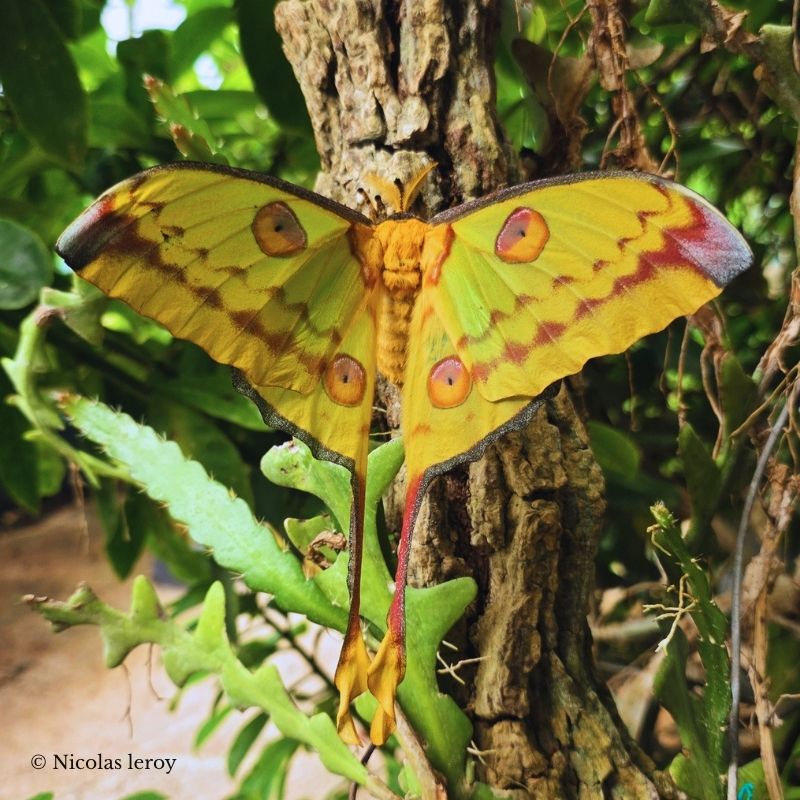 Chrysalide Argema mittrei