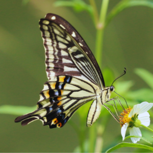 Papillon-Papilio-xuthus