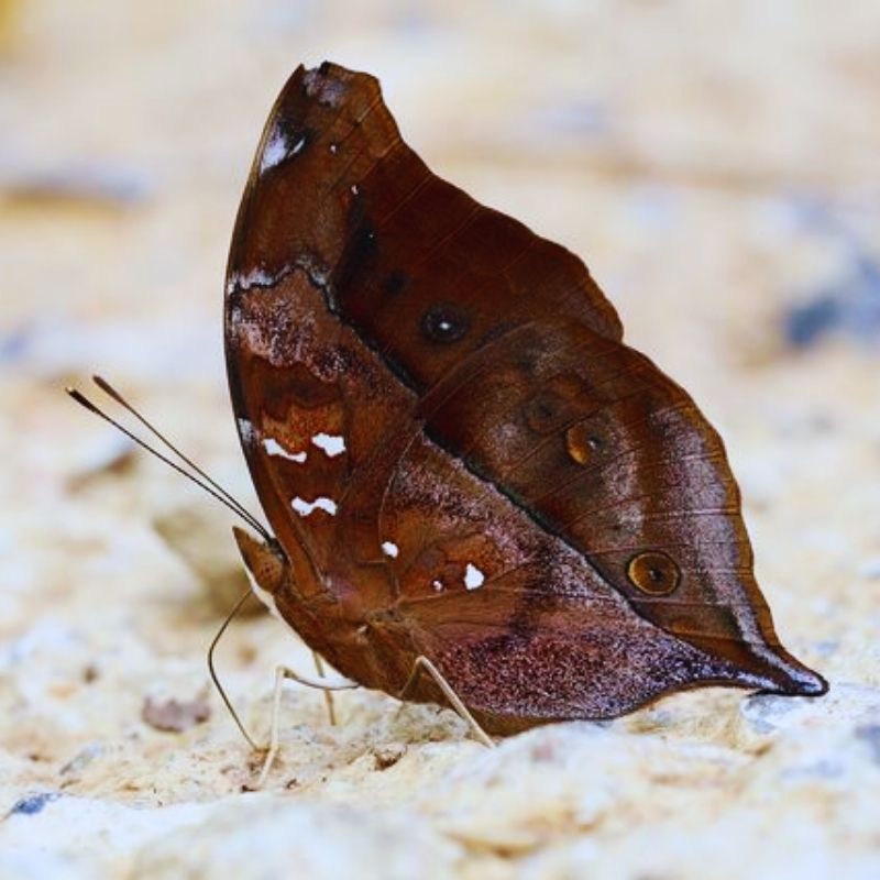 Chrysalide Doleschallia bisaltide – Image 2