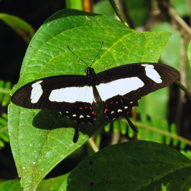Chrysalide Papilio torquatus – Image 2